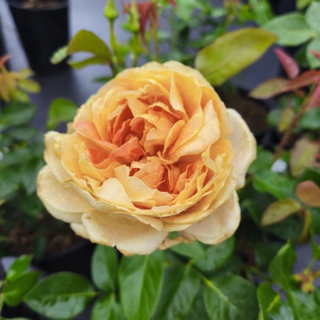 Роза Карамель Антик