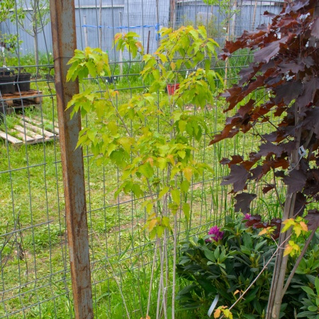 Клён татарский Ginnala