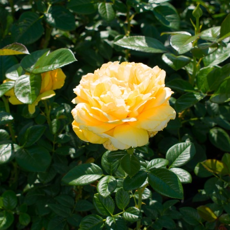 Роза чайно-гибридная "Michelangelo" ("Микеланджело")