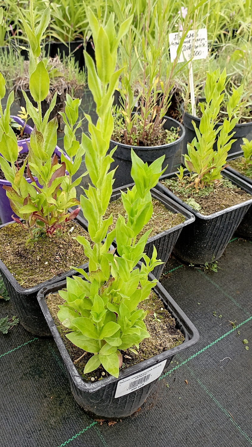 Лихнис халцедонский