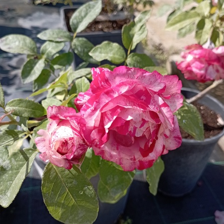 Роза почвопокровная "Сатина" (Satina)