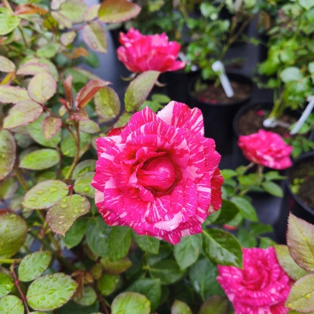 Роза чайно-гибридная Пинк Интуишн