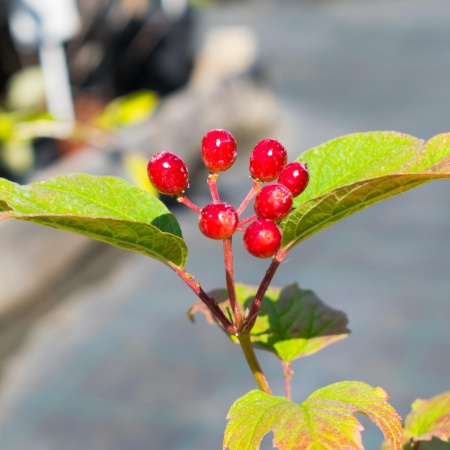 Калина "Красный коралл"