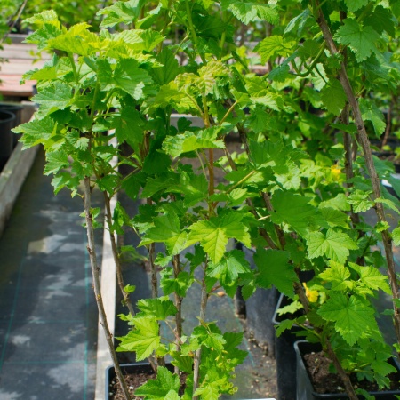 Смородина "Белая фея"