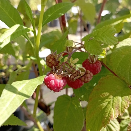 Малина Хейса