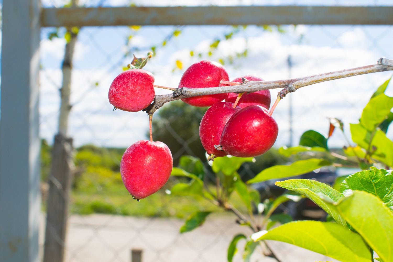 Яблоня "Китайка Долго"