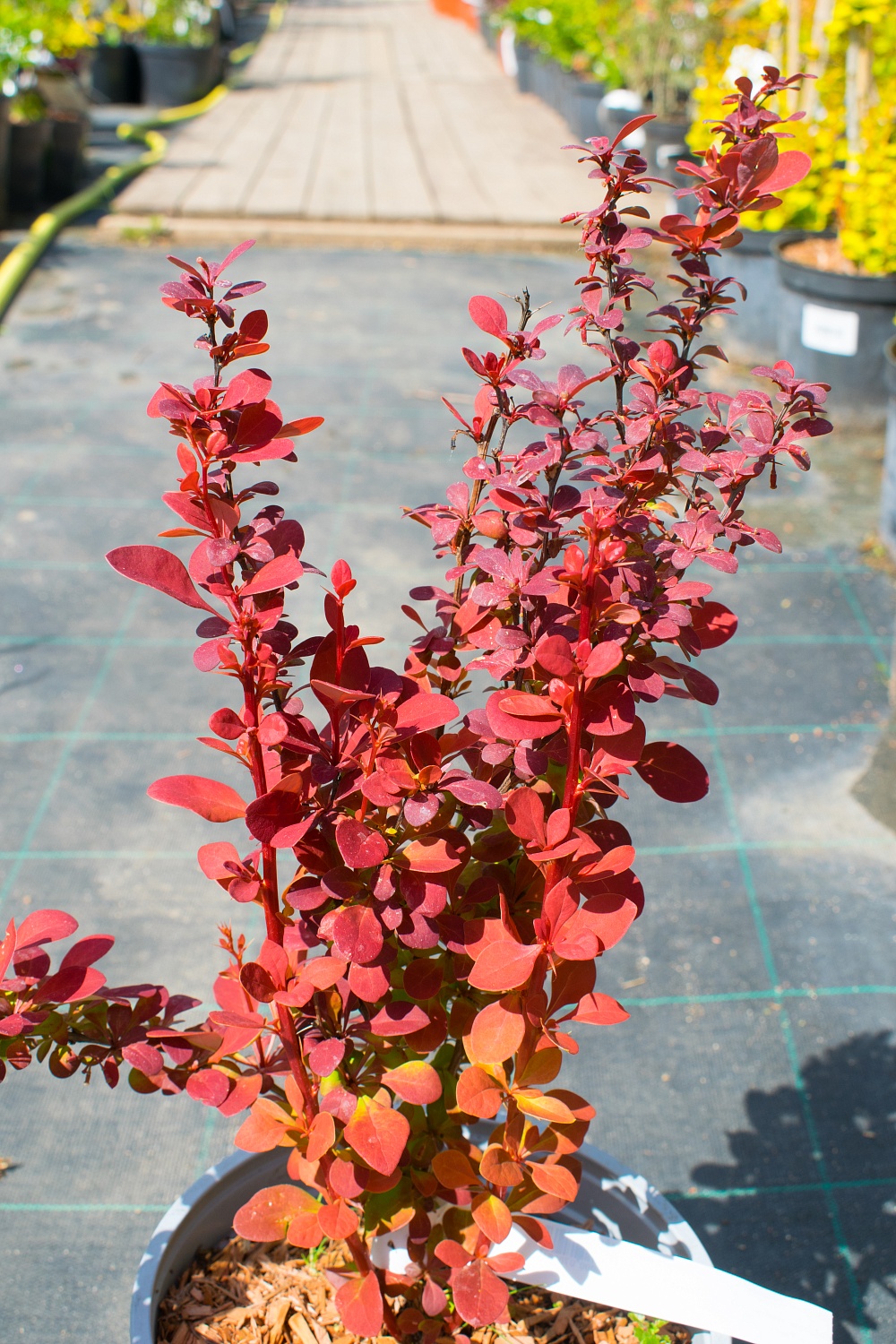 Барбарис тунберга "Orange Rocket " (Оранж Рокет)