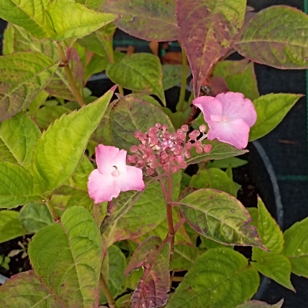 Гортензия пильчатая "Avelroz "Dolmyf"