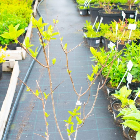 Гортензия метельчатая "Pinky Winky"