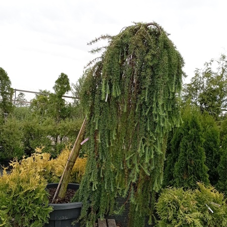 Лиственница Кемпфера "Stiff Weeper"