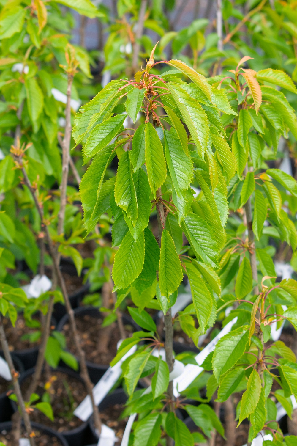 Черешня «Ипуть»