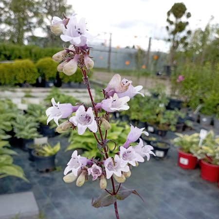 Пенстемон наперстянковый "Мистика"