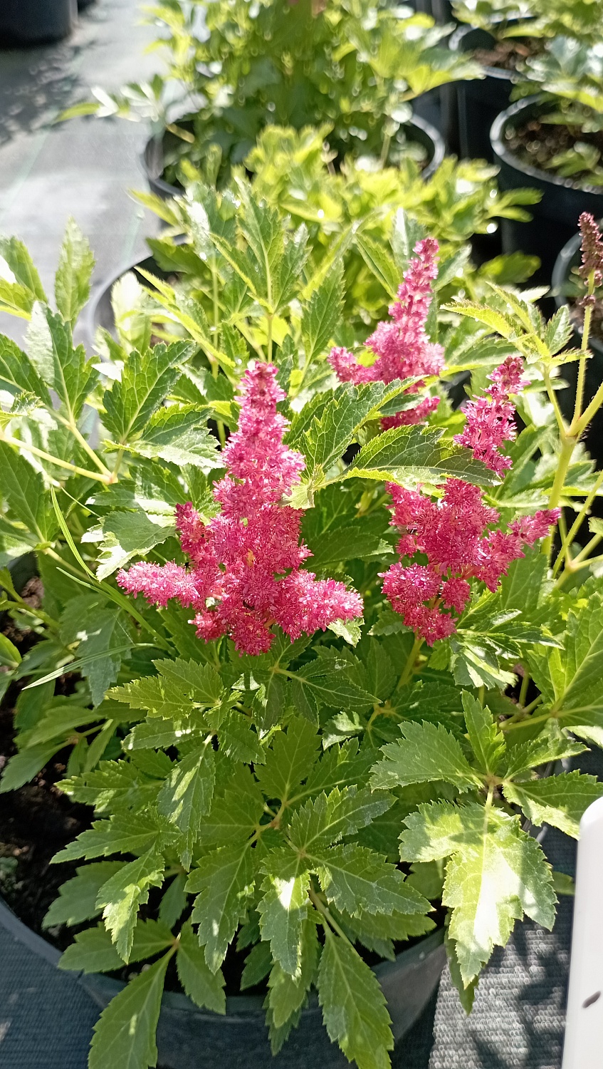 Астильба "Fireberry" (Файрберри)