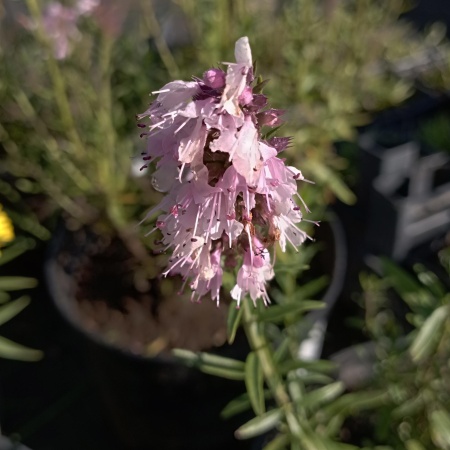 Иссоп лекарственный