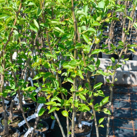 Груша "Москвичка"