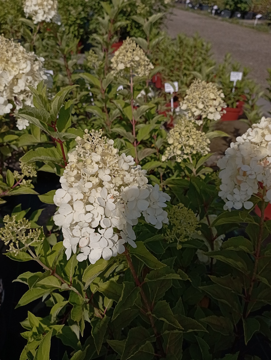 Гортензия метельчатая "Magical Kilimanjaro" (Мэджикал Килиманджаро)