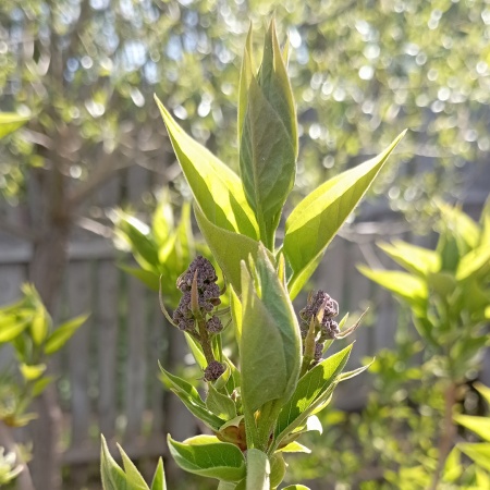 Сирень "Красавица Москвы"