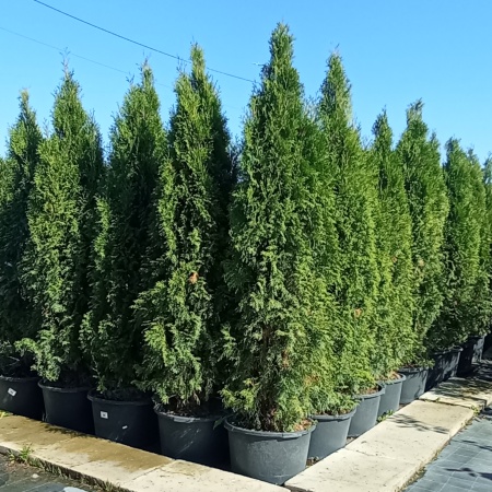 Туя западная "Смарагд" / Thuja occidentalis"Smaragd"
