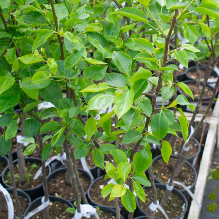 Груша "Видная"